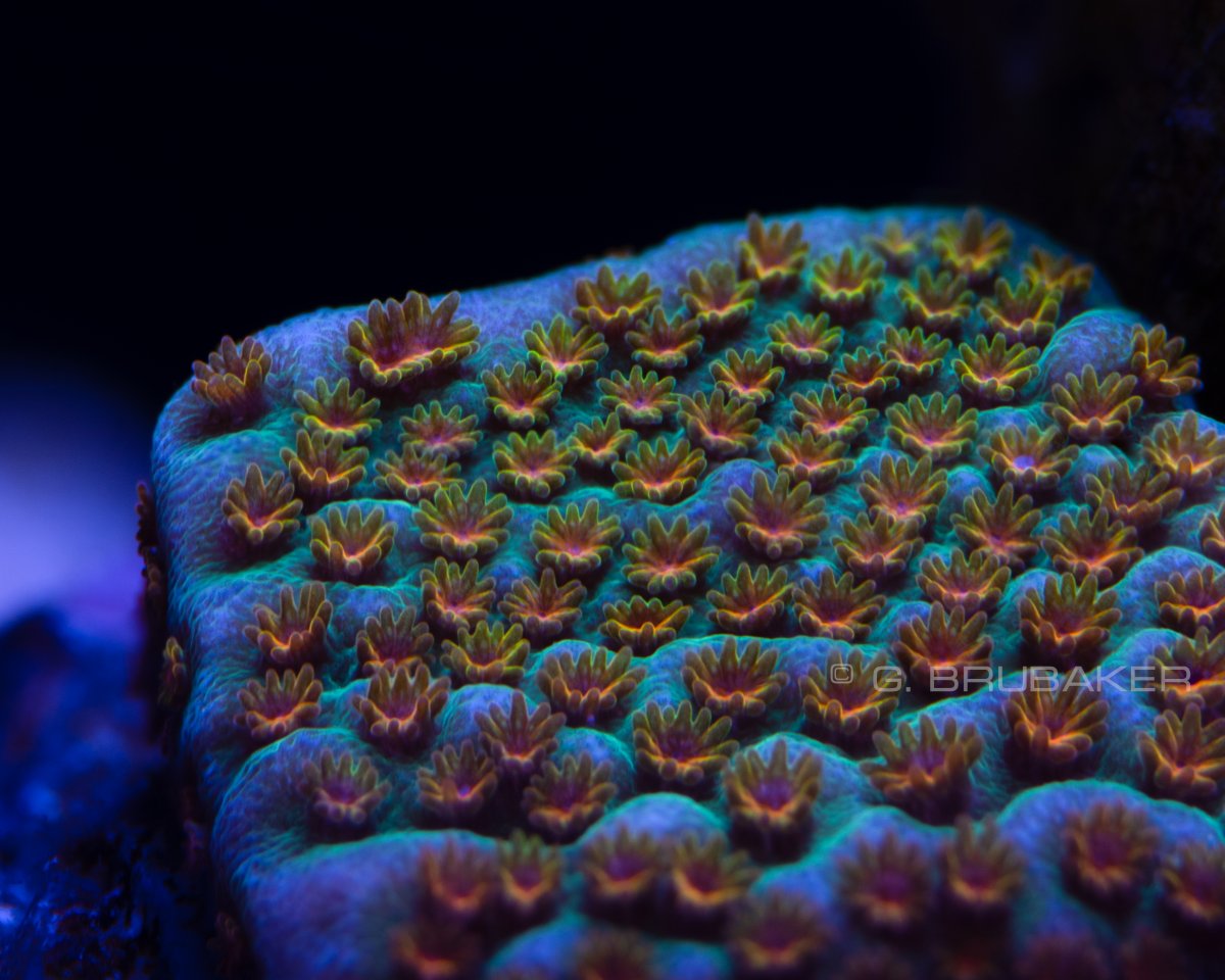 Aquaman_Montipora.jpg