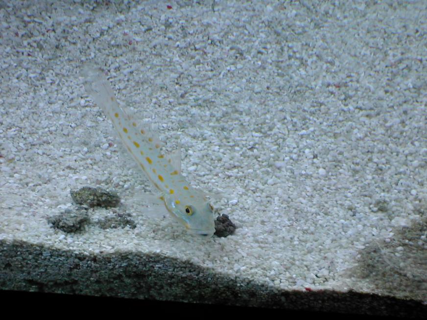 Aquarium 10_30_2012 018.jpg