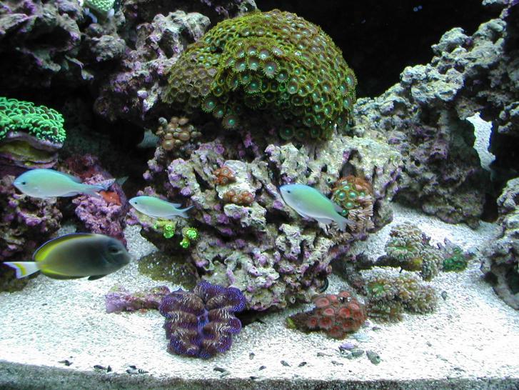 Aquarium 10_30_2012 025.jpg