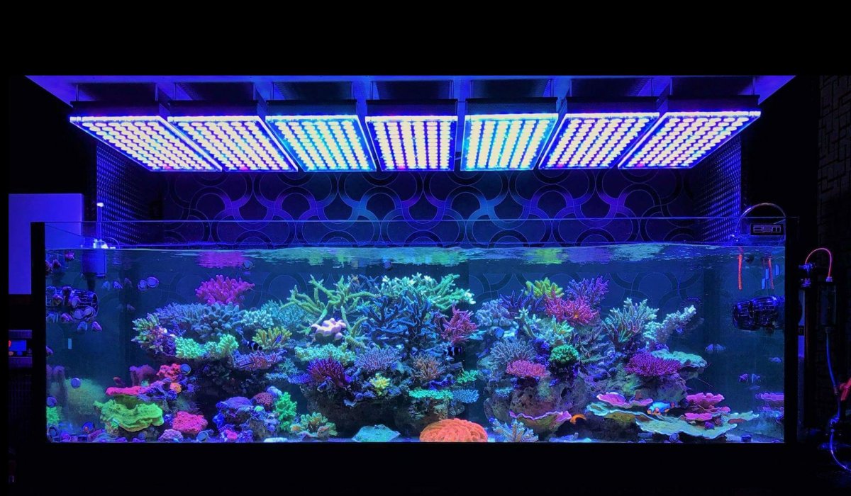 Aquarium-LED-light-Orphek-Atlantik-V4-reef.jpg