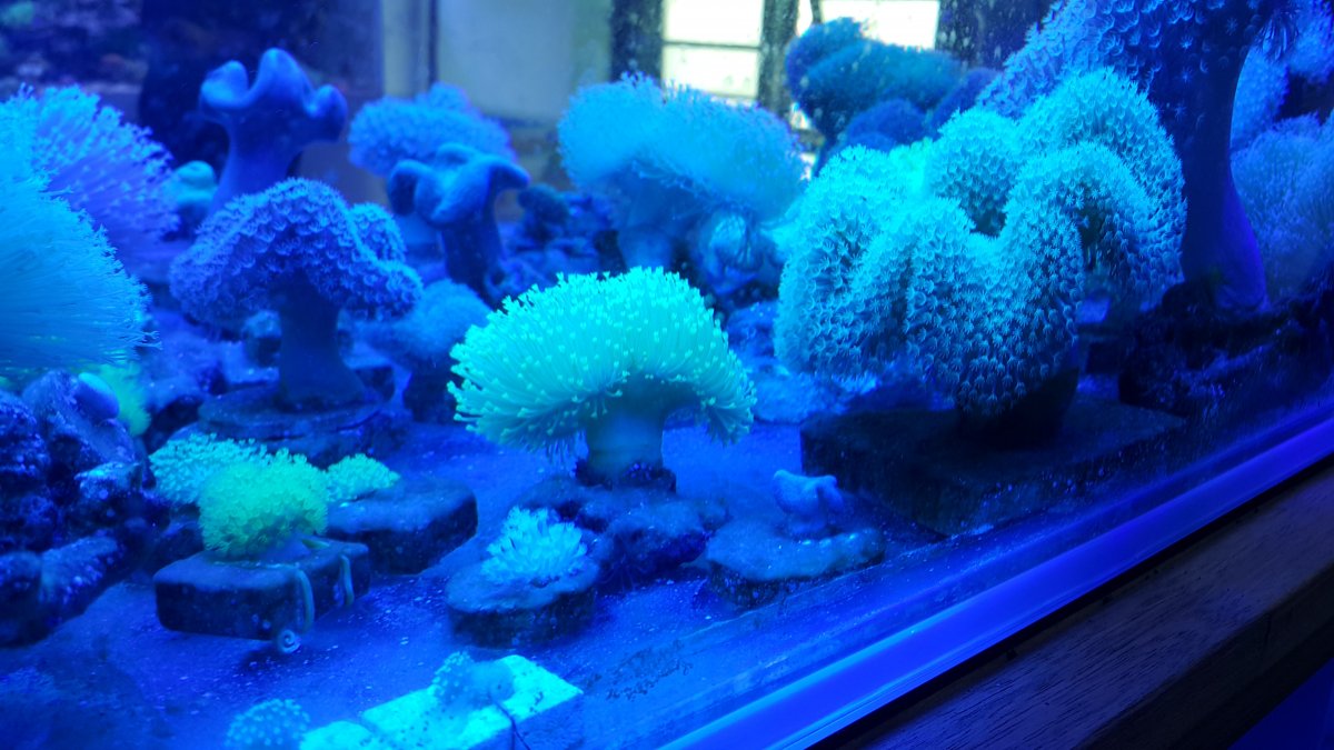 Aquarium-LED-lighting.jpg