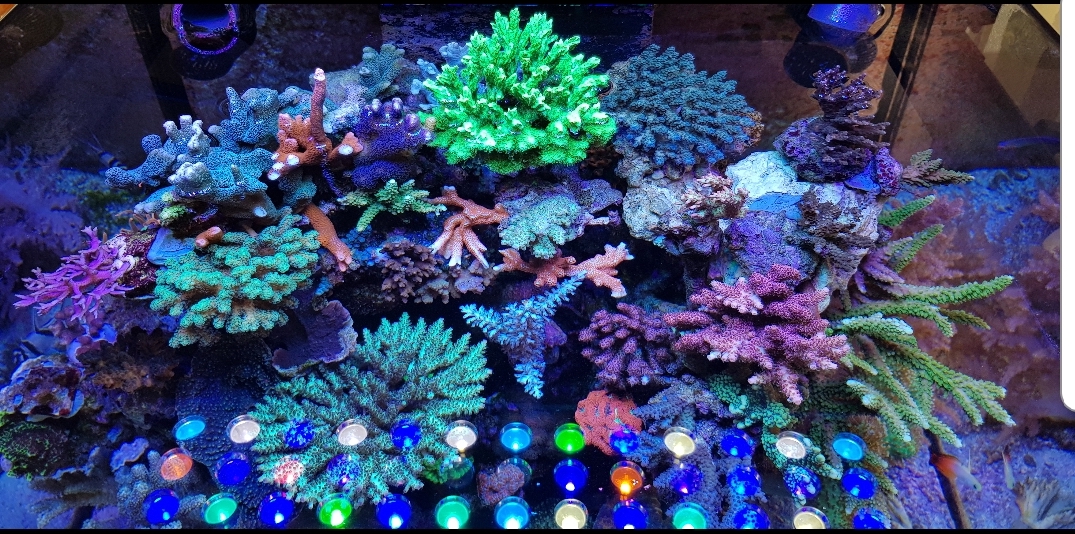 Aquarium LED -lighting.jpg