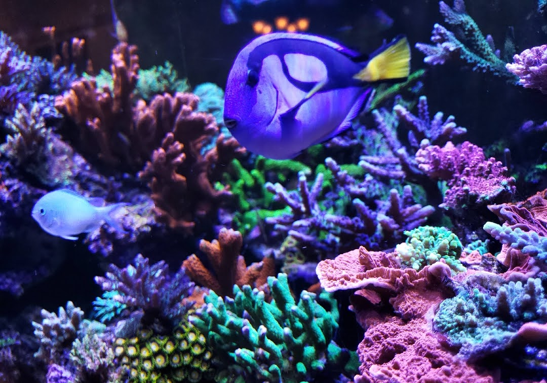 aquarium_1.jpg