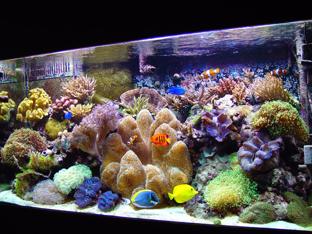 aquascaping-design-good-example.jpg