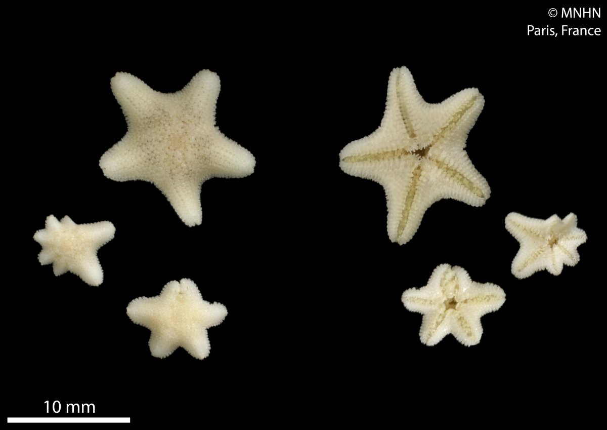 Aquilonastra_conandae_(MNHN-IE-2013-2488)_03.jpg