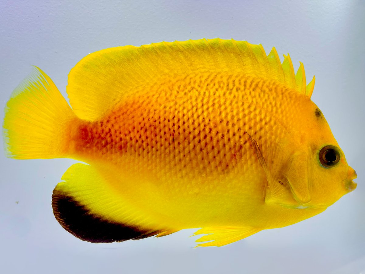 Armitage Angelfish.jpg