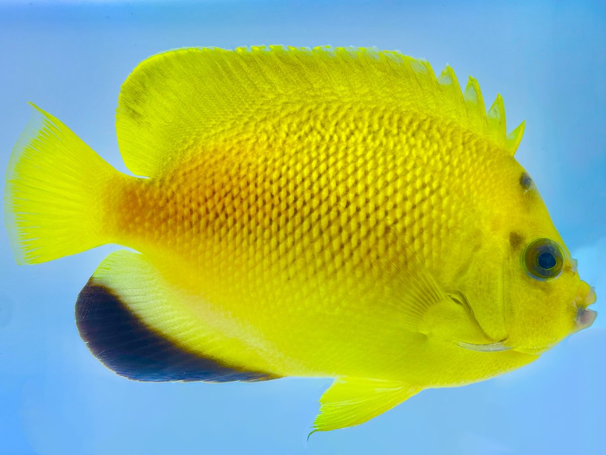 Armitage Anglefish_1.jpg