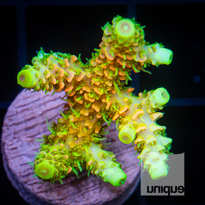 ASD Rainbow Millepora 149 106.jpg