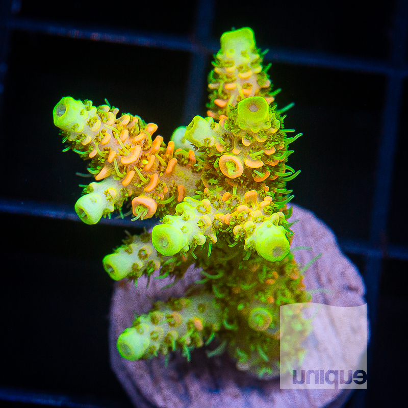 ASD Rainbow Millepora 149 118.jpg