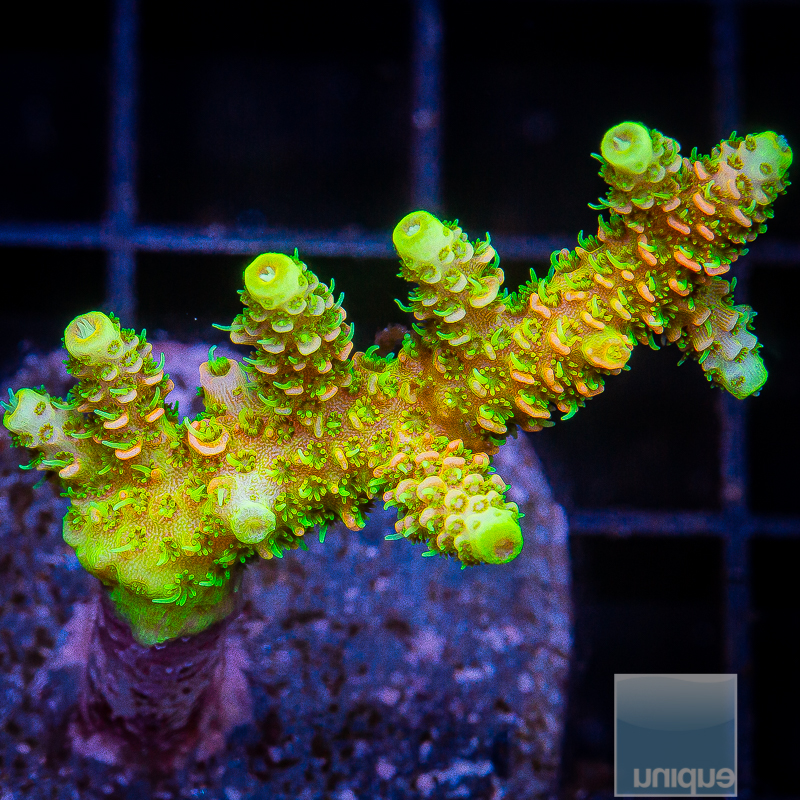 ASD Rainbow Millepora 159 138.JPG