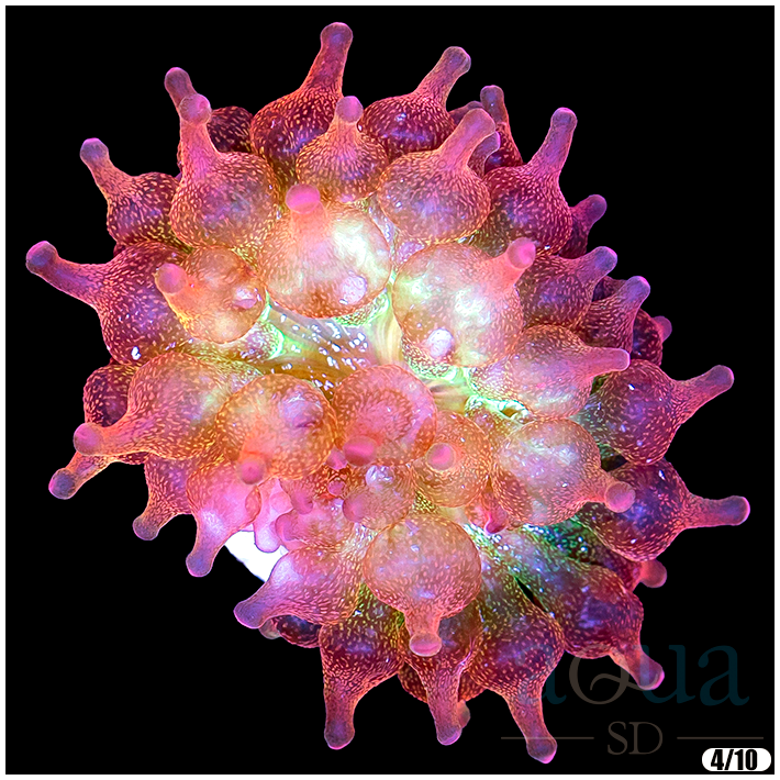 ASD Solar Rose Bubble Anemone - Retail Price $299, SALE PRICE $138.png