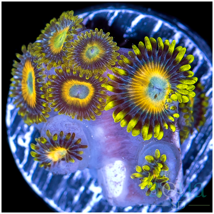 ASD_scrambled_eggs_zoas.png