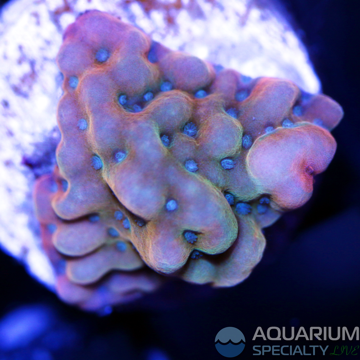 ASL-Heisenberg-Montipora-undata.jpg