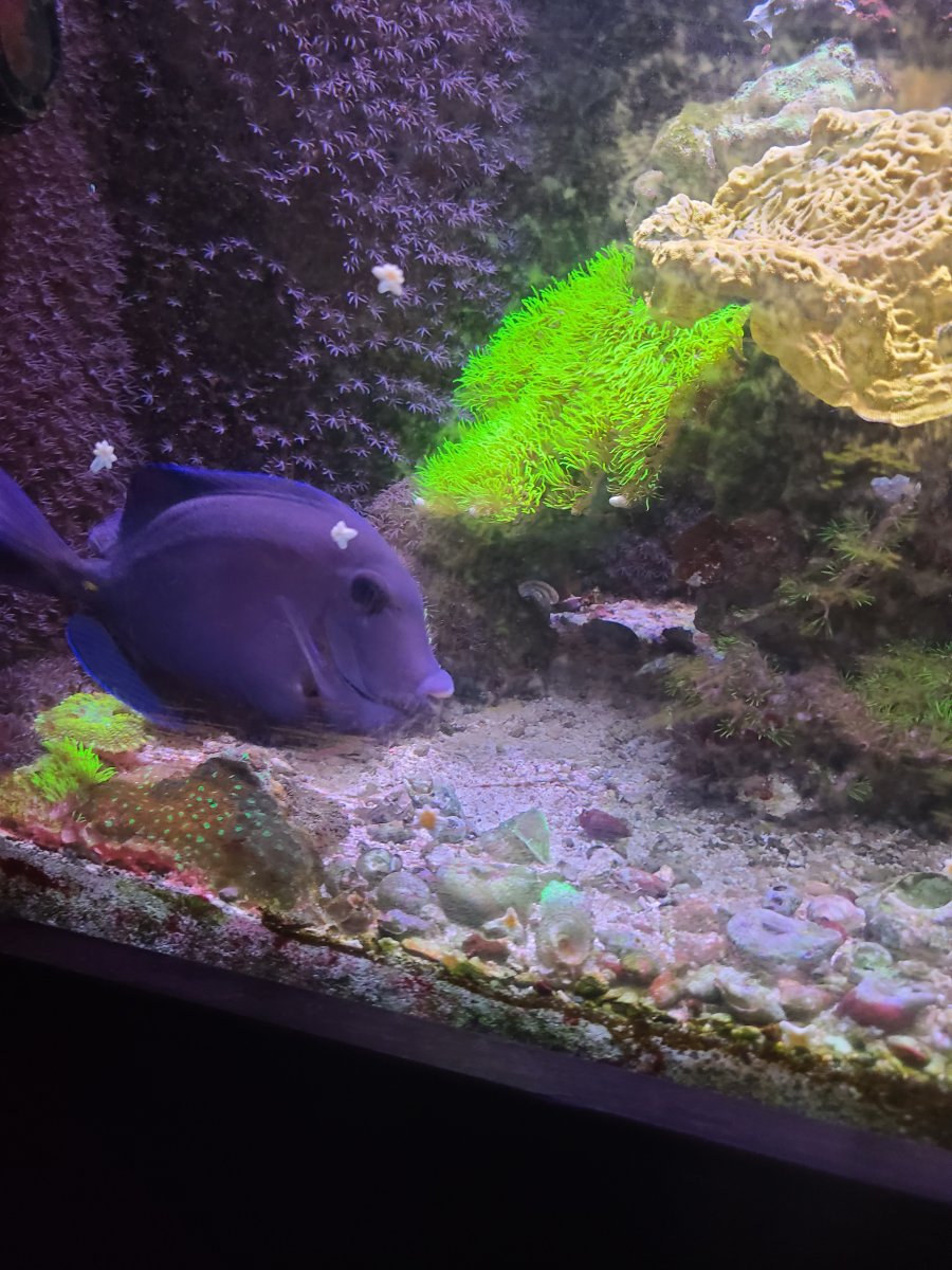 ATLANTIC BLUE TANG.jpg