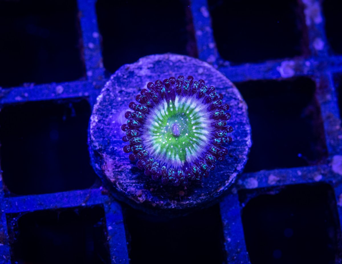 Auction 10 - Green Apple Zoa.jpg