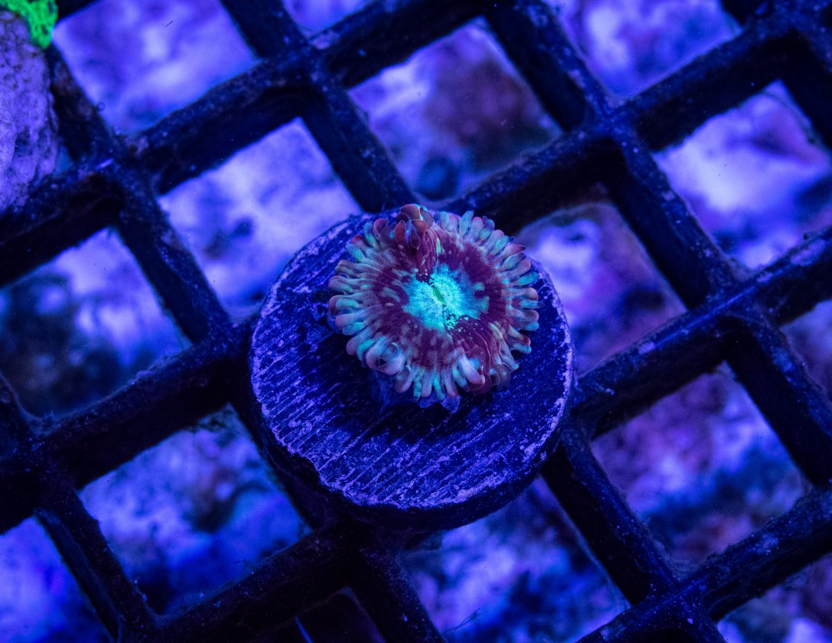 Auction 3 - Magician Zoa .jpg