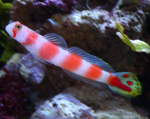 aurora_goby_3.jpg