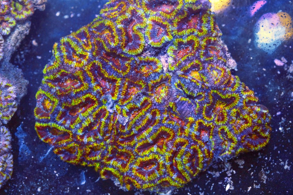 AUSSIE ACAN RAINBOW 2 8:11.jpg