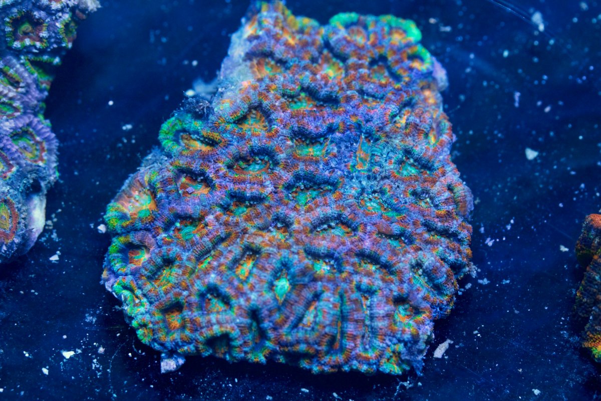 AUSSIE ACAN RAINBOW 3 8:11.jpg