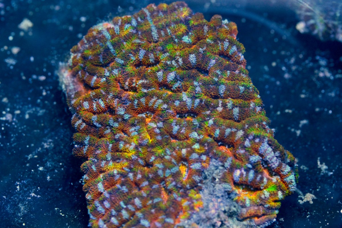 AUSSIE ACAN RAINBOW 4 8:11.jpg