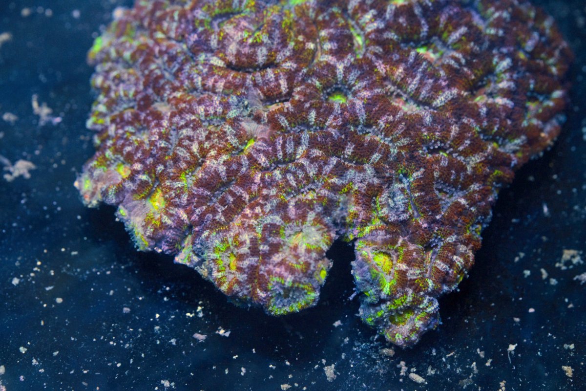 AUSSIE ACAN RAINBOW 5 8:11.jpg