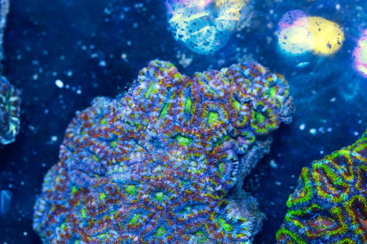 AUSSIE ACAN RAINBOW 6 8:11.jpg