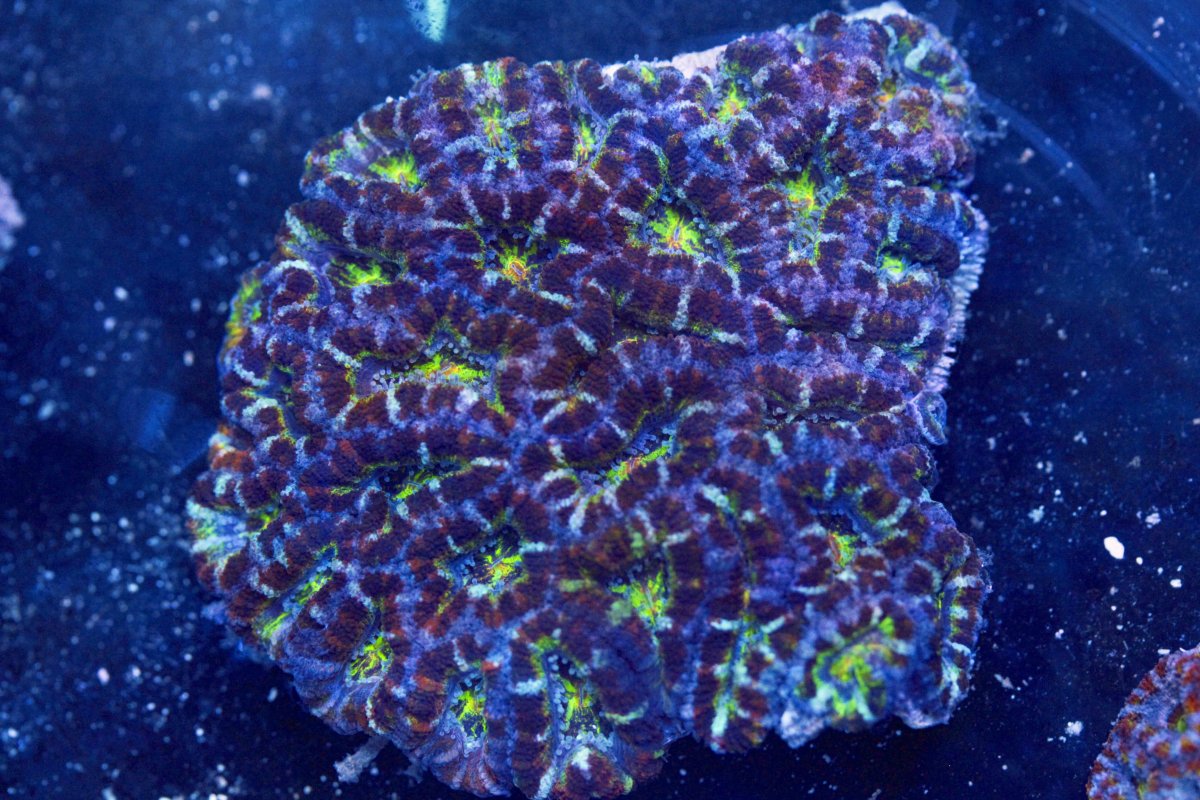 AUSSIE ACAN RAINBOW 7 8:11.jpg