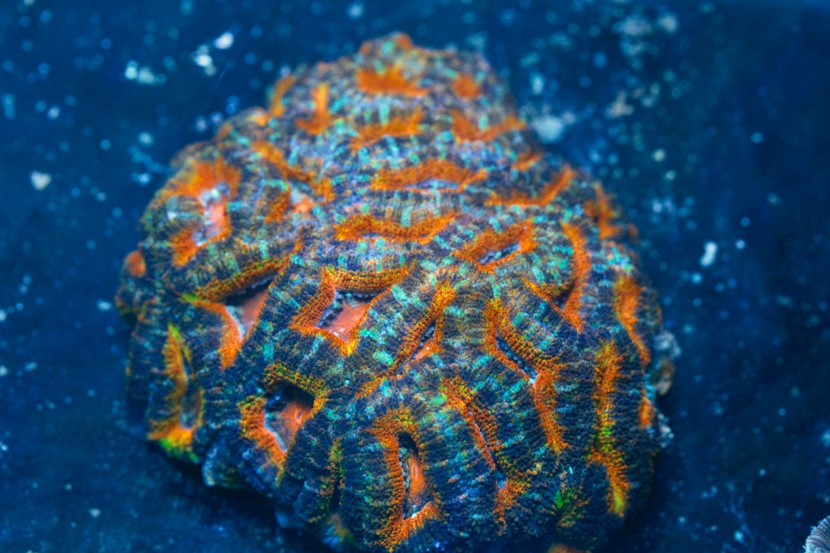 AUSSIE ACAN RAINBOW 8:11.jpg