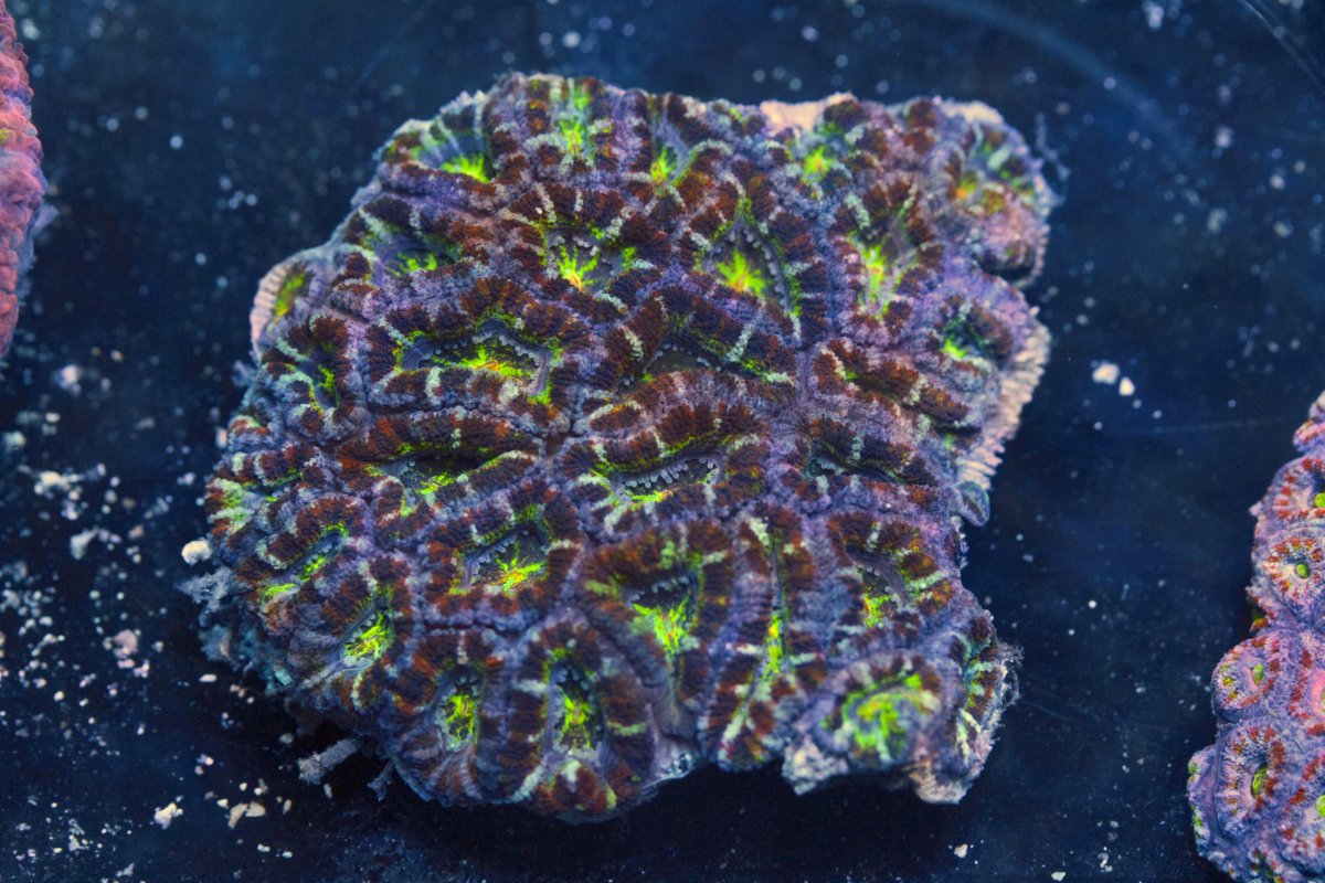 AUSSIE ACAN RAINBOW 8 8:11.jpg