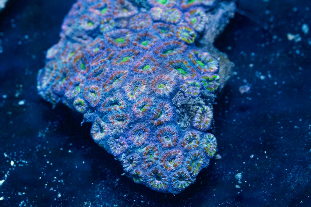 AUSSIE ACAN RAINBOW 9 8:11.jpg