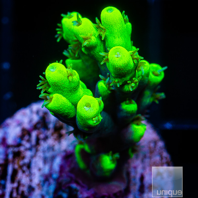 Aussie Highlighter Acropora 44 20.JPG