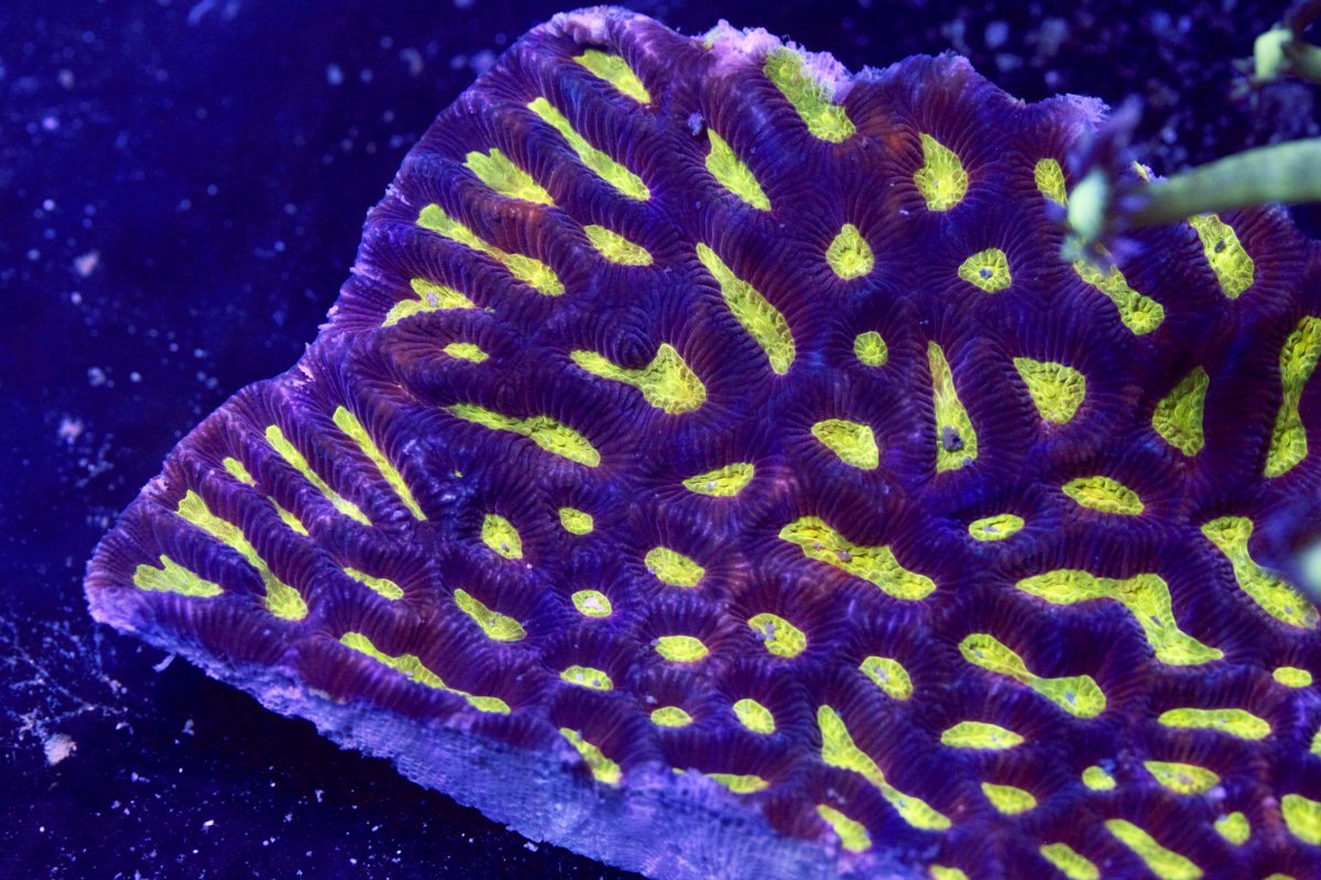 AUSSIE MAZE CORAL.jpg