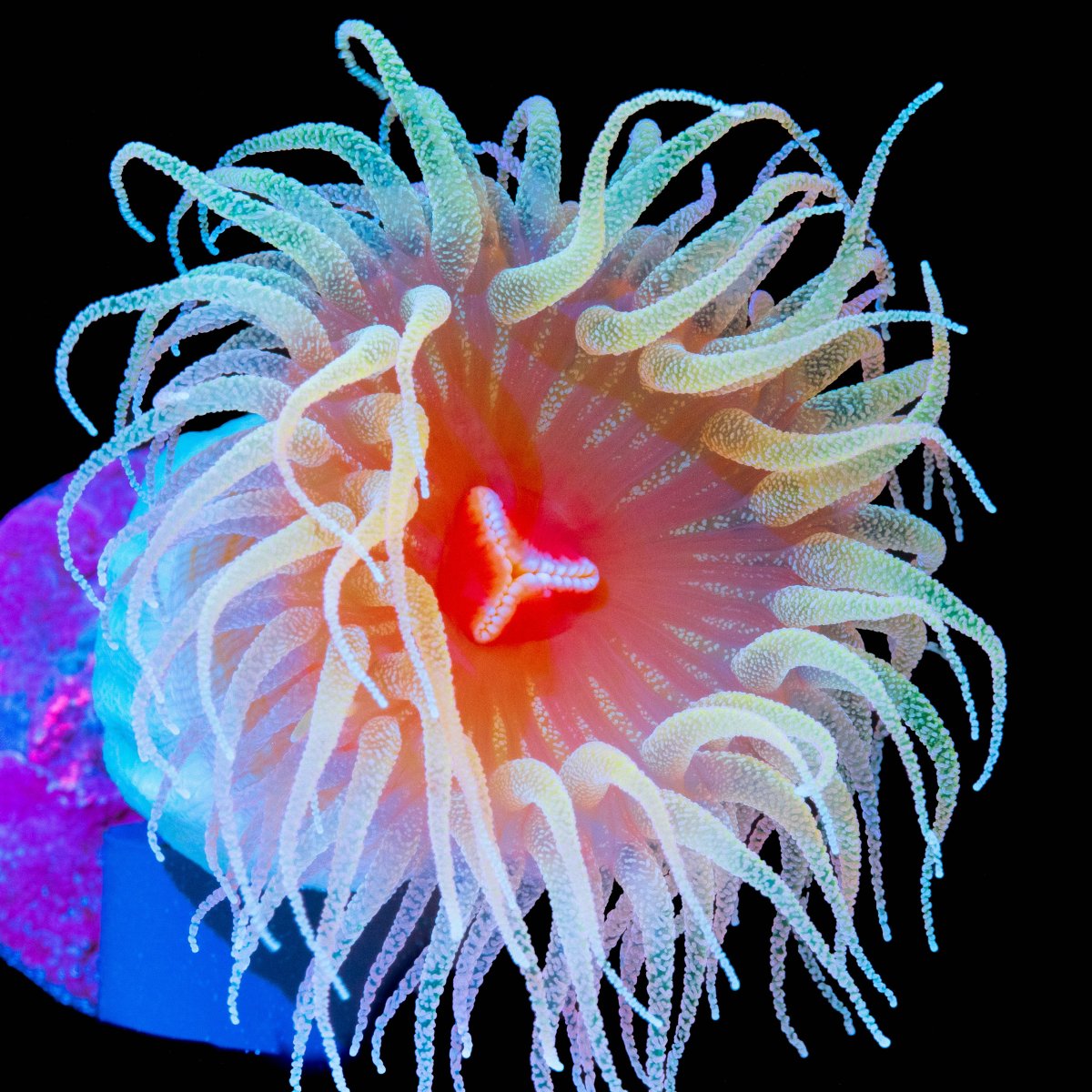 Australian Fat Head Dendrophyllia.jpg