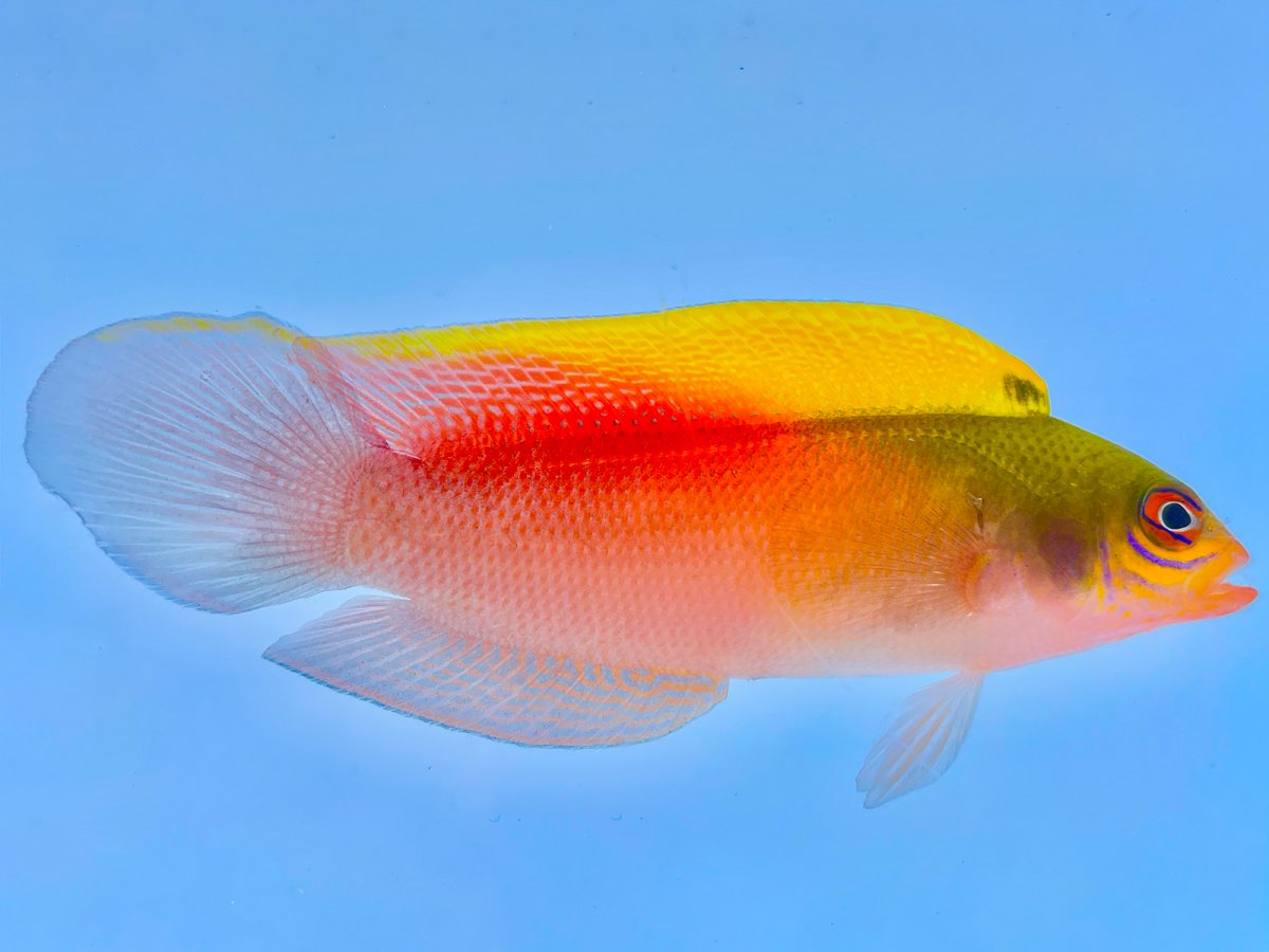 Australian Multicolor Dottyback.jpg