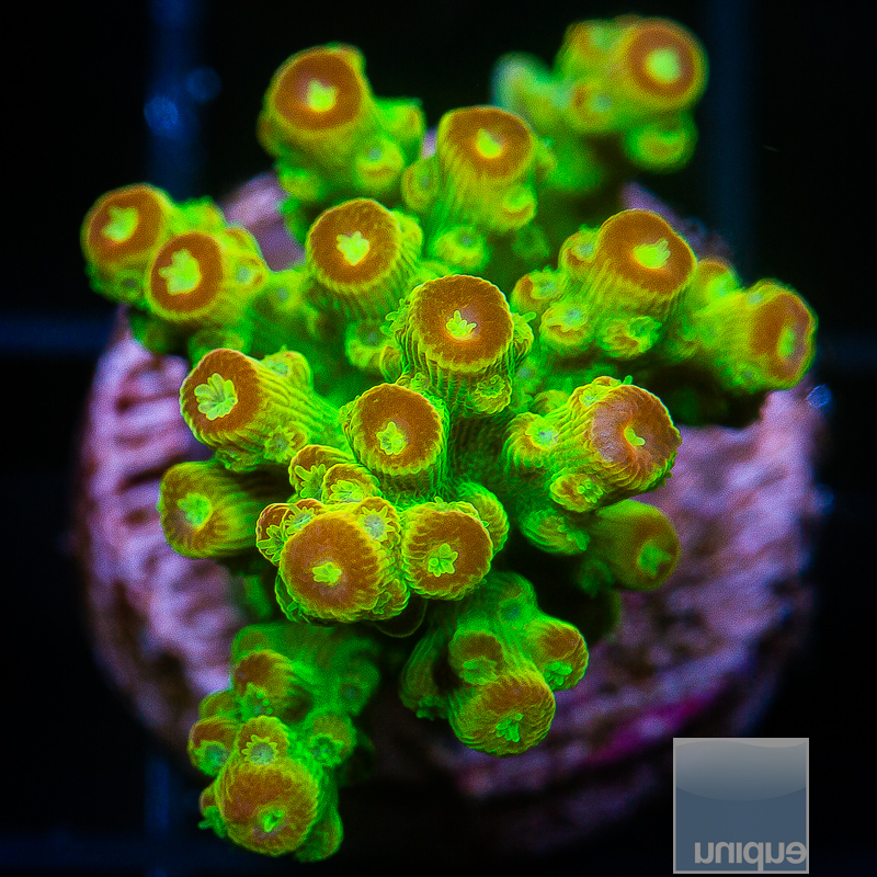 AV Orange Crush Acropora 79 36.JPG