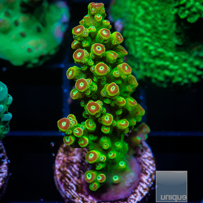 AV Orange Crush Acropora 79 38.JPG