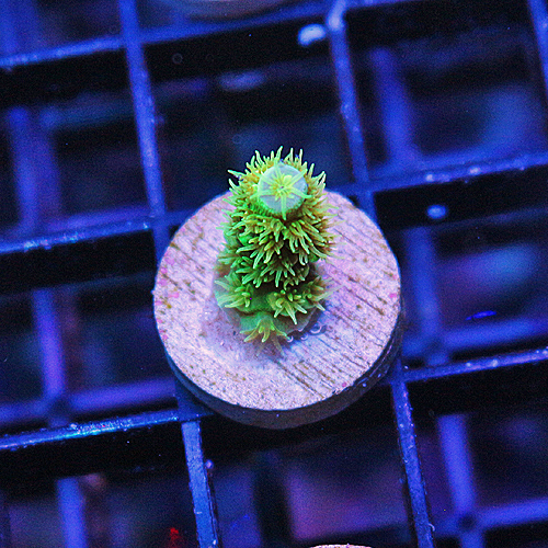 B102 WD Acropora 199-125.jpg