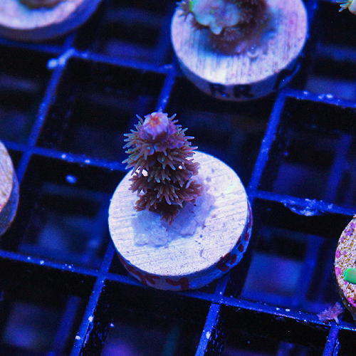 b103 Angry Bird Acropora 999-499.jpg