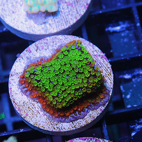 B107 OG Rainbow Montipora 54-29.jpg