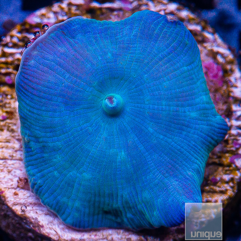 Baby Blue Discosoma 59 22.JPG