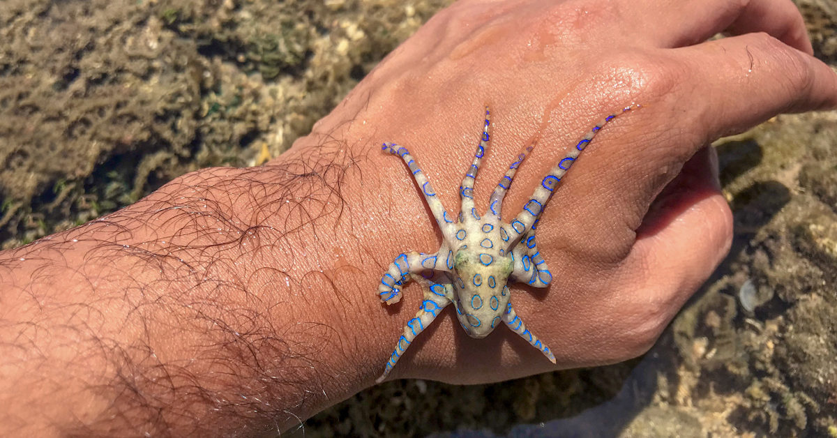 baby-blue-ringed-octopus-on-hand-1200x628-facebook-1200x628.jpg