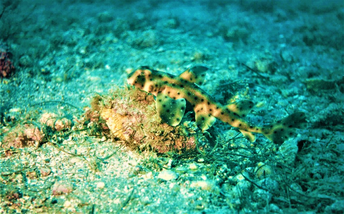 Baby Horn Shark.JPG