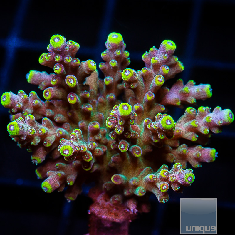 Bali Shortcake Acropora 139 74.JPG