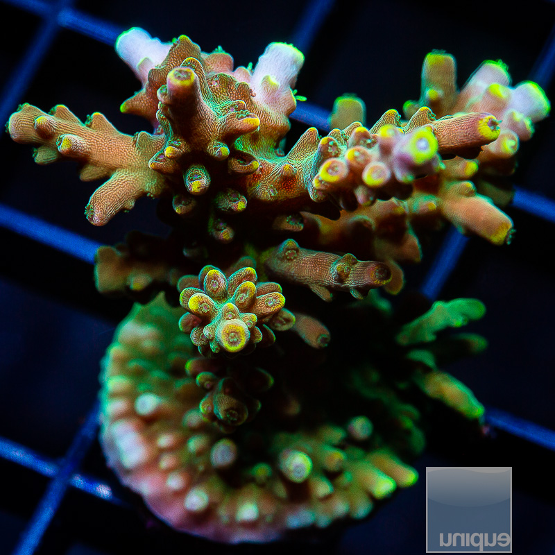 Bali Shortcake Acropora 139 76.JPG