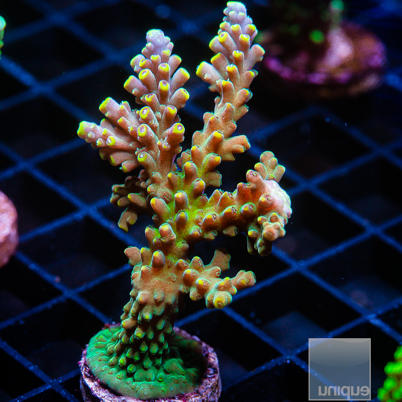 Bali Shortcake Acropora 139 84.JPG