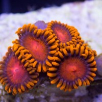 bam-bam-orange-zoanthids-3-polyps-1334-200x200.jpg