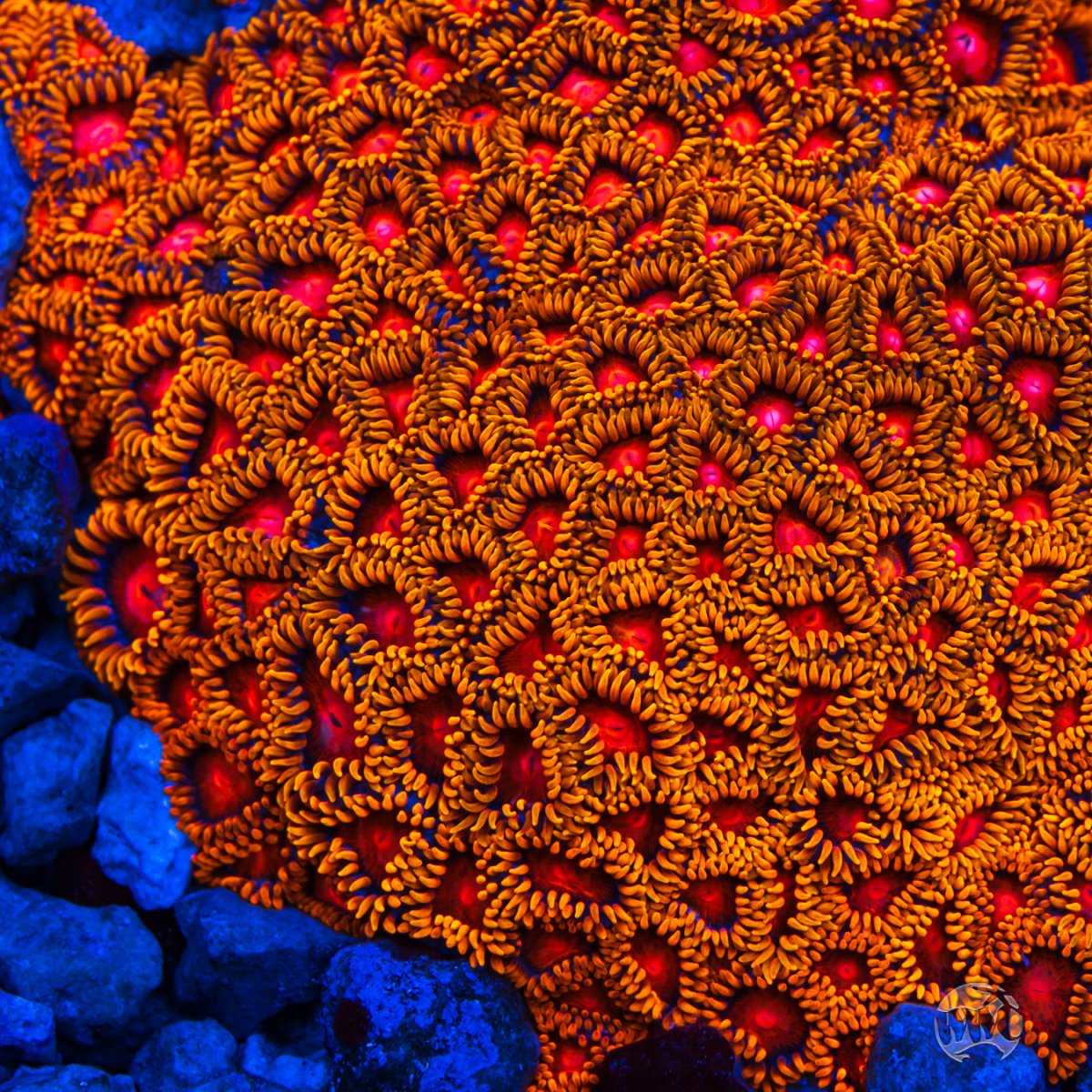 Bam-Bam-Zoanthids-0691-MC-sm.jpg