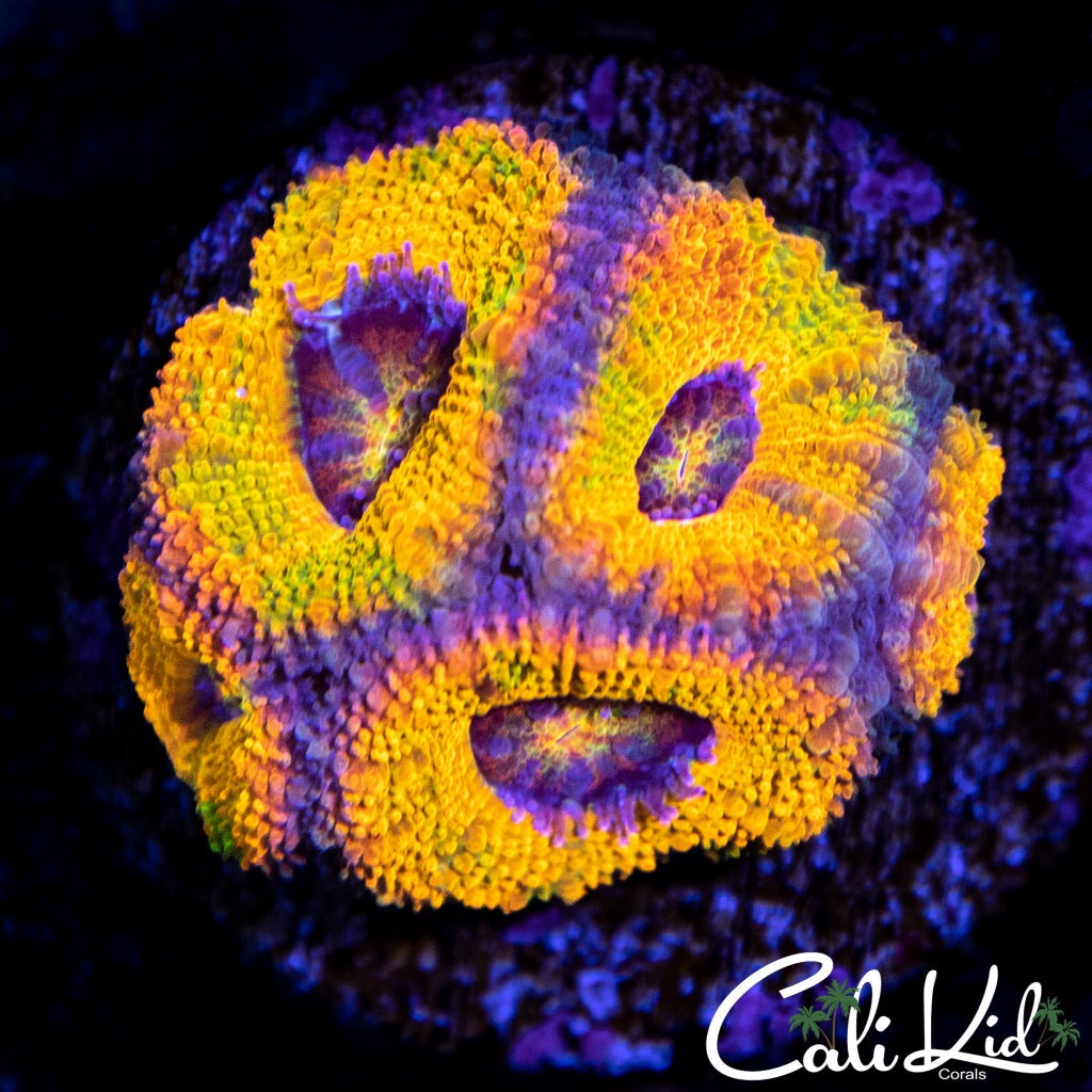 Banana Bay Acan.jpg