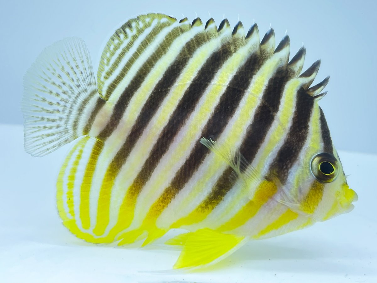 Banded Dwarf Angelfish 1.jpg