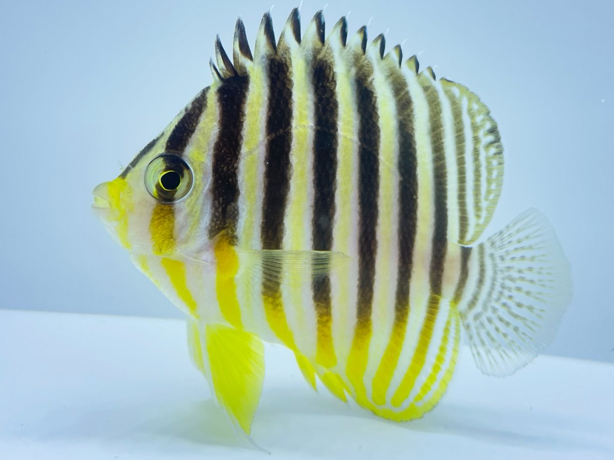 Banded Dwarf Angelfish 2.jpg